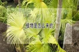 如何有效降低养猪成本