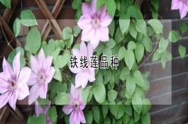 能量对猪的影响
