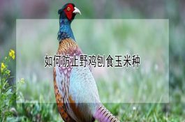 猪细颈囊尾蚴病治疗措施