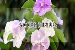 仔猪白痢病的药物防治工作