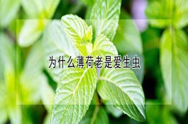 种母猪人工催情