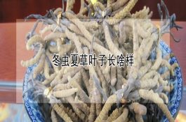 母猪生产中怎样建档记载