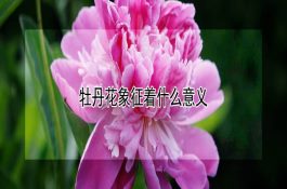 牡丹花象征着什么意义 牡丹花象征着什么意义