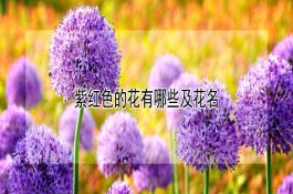如何使用生饲料喂猪
