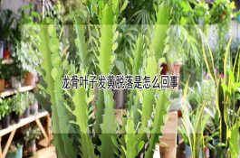 龙骨叶子发黄脱落是怎么回事 龙骨叶子发黄脱落是怎么回事