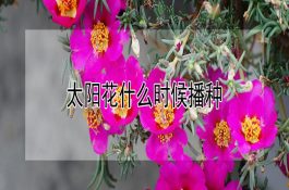 水稻插秧需注意问题