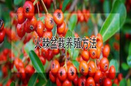 火棘盆栽养殖方法 火棘盆栽养殖方法
