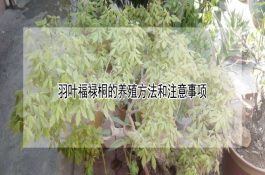 生猪的软脚不用愁