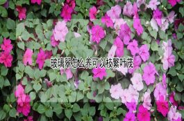 推荐三个各具特色的优质地方猪种