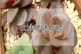 仔猪的安全断奶的技术