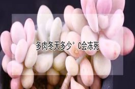 猪吃了发霉饲料发生中毒怎么办？