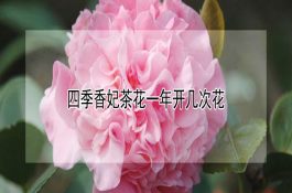 四季香妃茶花一年开几次花 四季香妃茶花一年开几次花