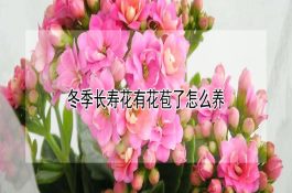 奶牛的性机能发育