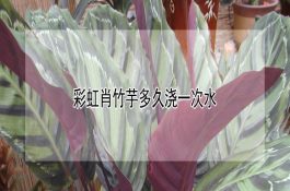 保育猪的养殖管理技术要点