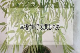 猪非传染性发热病的防治