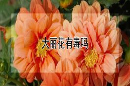 苹果绵蚜的特征介绍