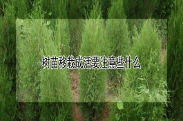 树苗移栽成活怎么移栽？种植关键环节要抓牢