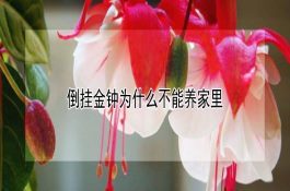 浅述猪和犬中毒病的鼻饲法及洗胃治疗