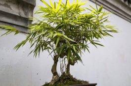 小规模猪场管理技术的要点