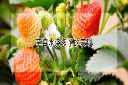 发酵鸡粪制奶牛饲料