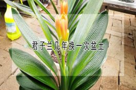 不适宜喂猪的饲料
