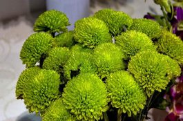 绿菊花代表什么意思？寓意与由来