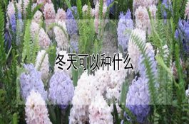 老外”养猪的怪招