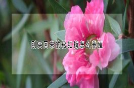 猪接触传染性胸膜肺炎的诊断与防治