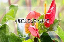 注水猪肉和公、母猪肉的感官鉴别法