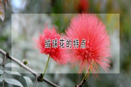 绒球花的特点 绒球花的特点