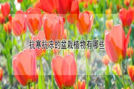 如何诊猪霍乱