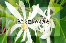 猪场类型及猪群规模
