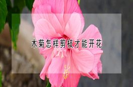 仔猪及育肥猪需用些什么疫苗