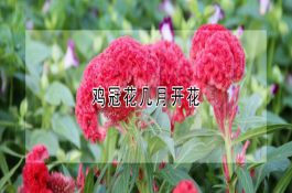 母猪配种技术的方案
