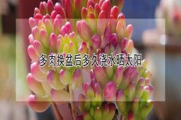 猪鼻龟及其饲养管理技术