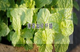 坚持喂杂种一代猪