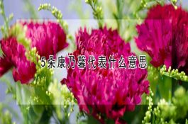 5朵康乃馨代表什么意思 5朵康乃馨代表什么意思