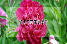 红色芍药花的寓意 红色芍药花的寓意