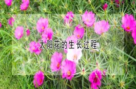 养猪应重视猪败血性链球菌病的防治