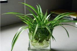 吊兰怎么养才能更旺盛（吊兰的养殖方法）