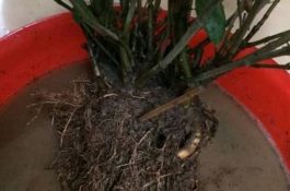 栀子花烂根还能活吗（栀子花烂根怎么办）