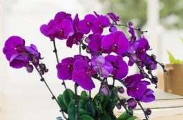 采取综合措施防治仔猪大肠杆菌病