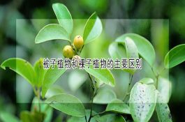 挤奶厅式猪采精站描述