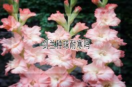 猪寄生虫驱虫的时机