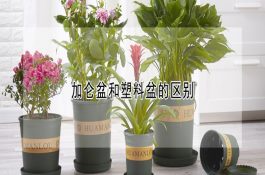 规模化猪场人工授精操作程序