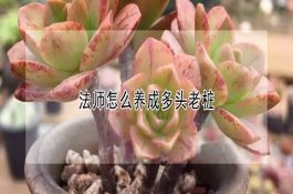 哪些饲料不能喂猪