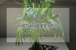 提高母猪人工授精成功率的措施