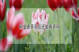 猪病查询-亚硝酸盐中毒
