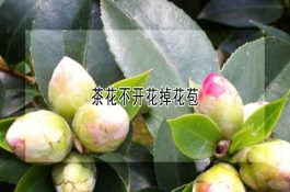 茶花不开花掉花苞 茶花不开花掉花苞