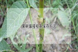 猪的细菌性疾病－猪李氏杆菌病